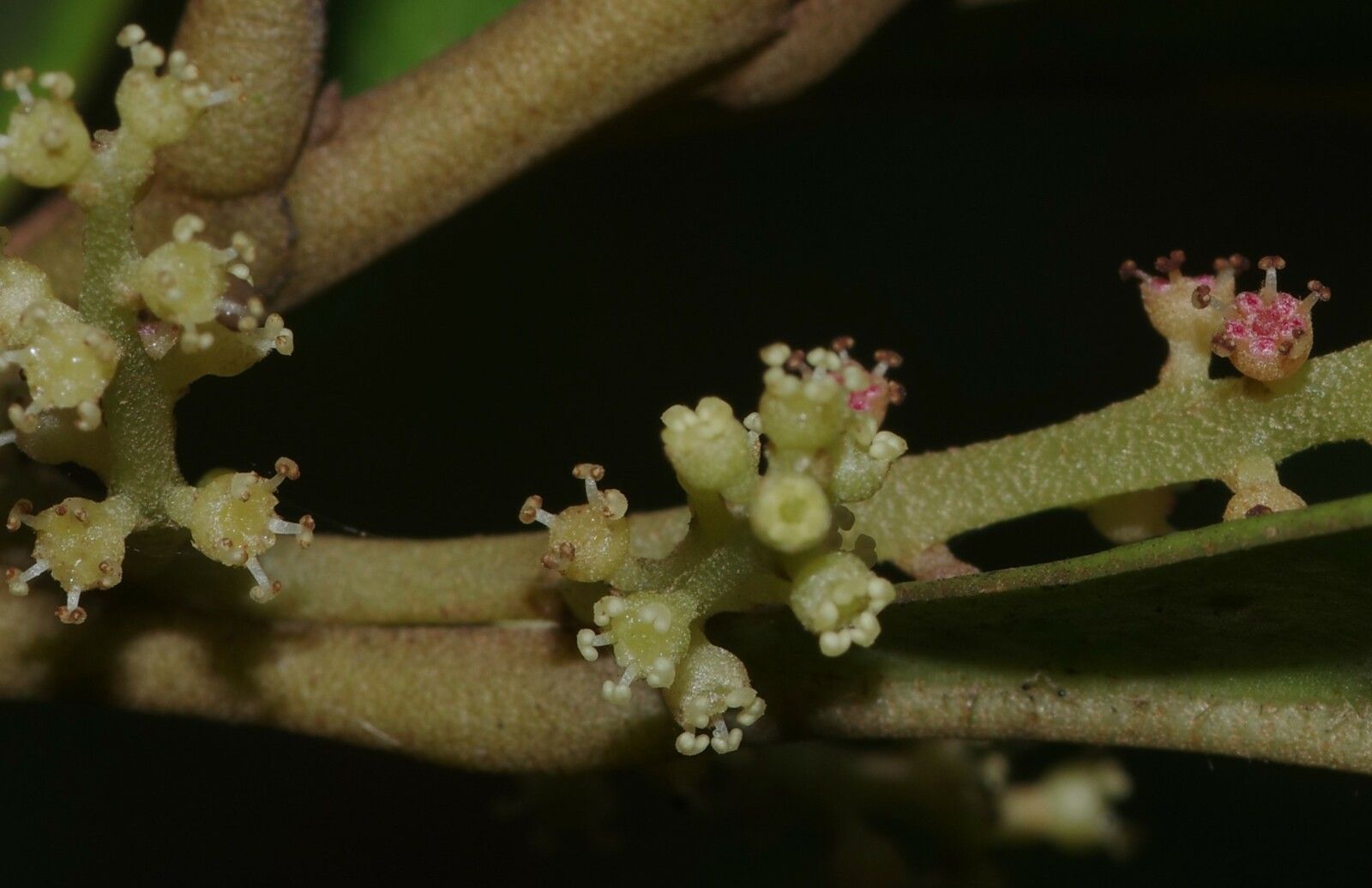 Hieronyma oblonga
