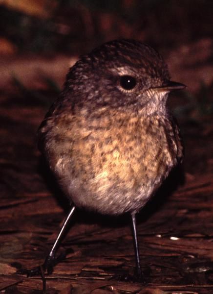 Pour l'ann&eacute;e 2006, l'association Nature &amp; Patrimoine a comptabilis&eacute; 42 oiseaux nicheurs :&nbsp; 19 indig&egrave;nes et 23 introduits. A travers les fiches Patrimoine &agrave; pr&eacute;server, nous vous proposons ici de d&eacute;couvrir les esp&egrave;ces end&eacute;miques de La R&eacute;union, puis les esp&egrave;ces indig&eacute;nes et enfin les fiches&nbsp; introduites.