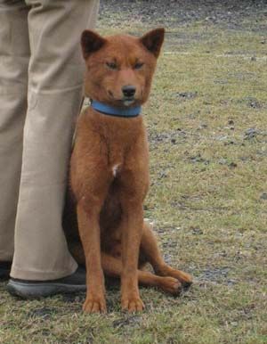 Mino shiba / Minoshiba mino shiba inu rare breed rare japanese dog