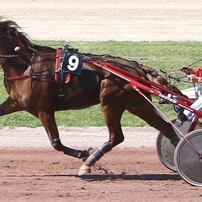 Quinté à Cabourg vendredi : Comte du Vivier est bien placé