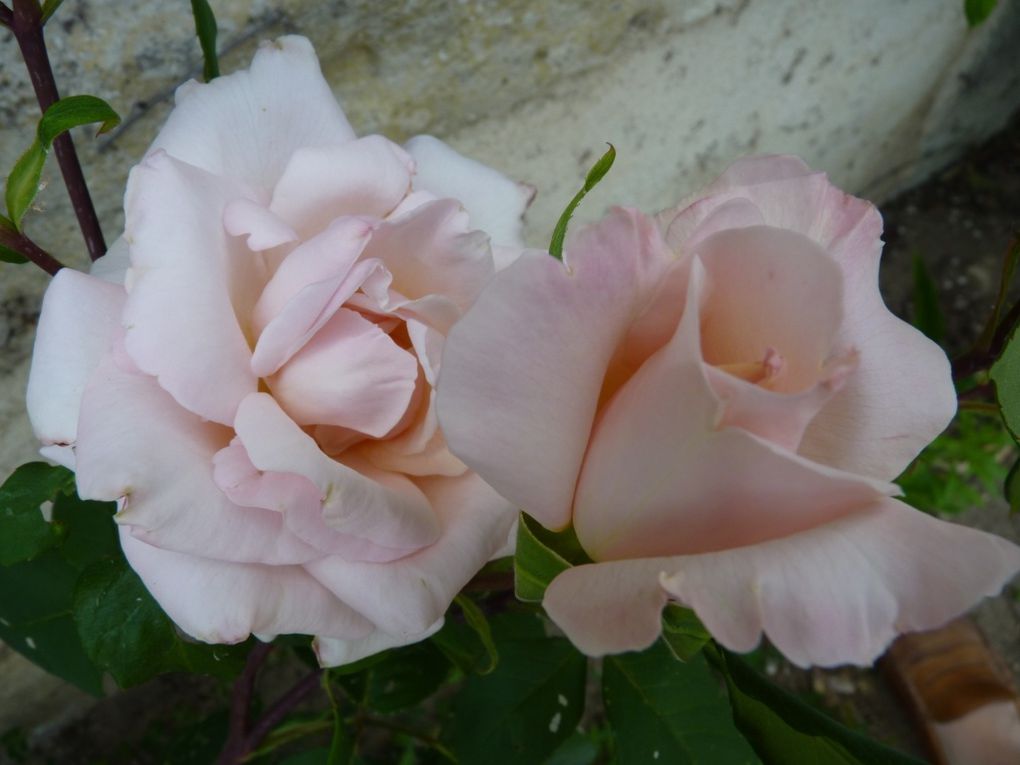 Les roses de la Coudraie