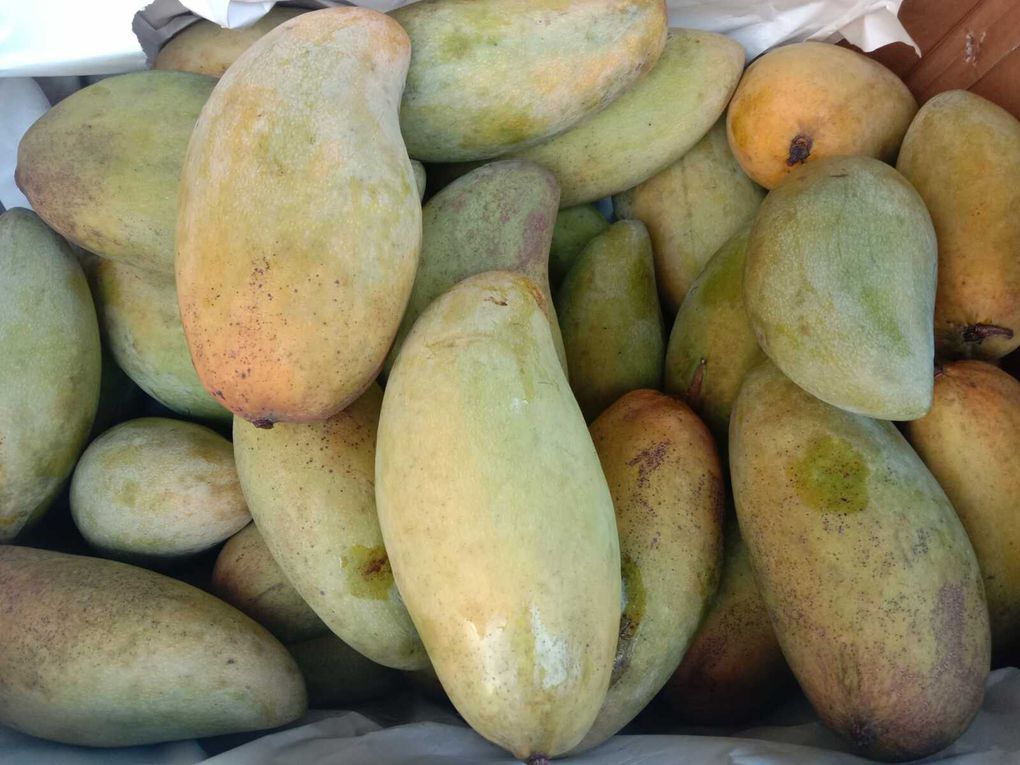 Mangue R2 E2 (et autres variétés) - Fruits de saison (24-06)