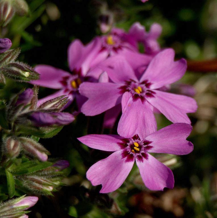 Album - Fotos - Blumen