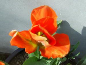 *** Tulipes de Marie-Lise 2008 n 3 ***
