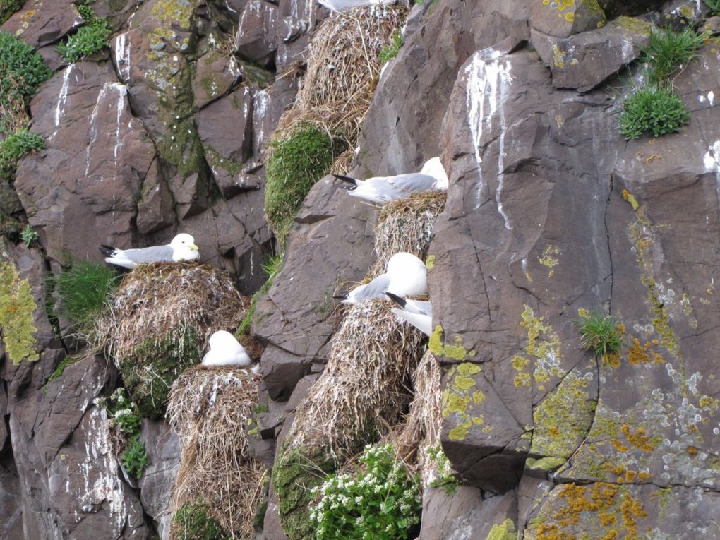 Album - 13----ISLANDE---la-peche-dans-les-fjords-d-l-est