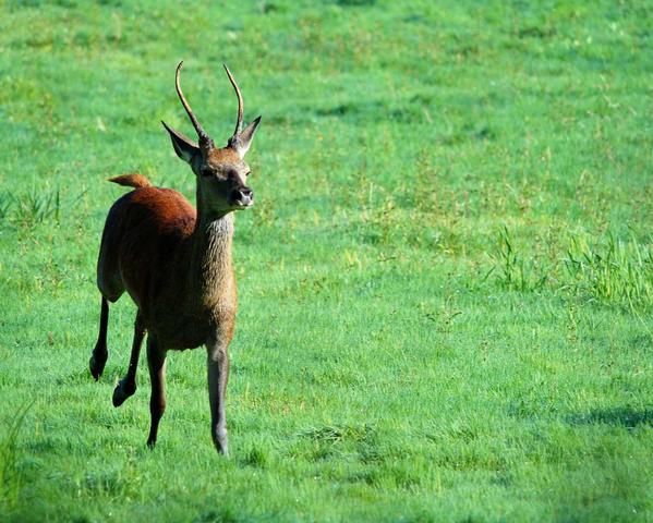 Photos d' animaux&nbsp; prises dans le Parc Naturel de la For&ecirc;t d'Orient