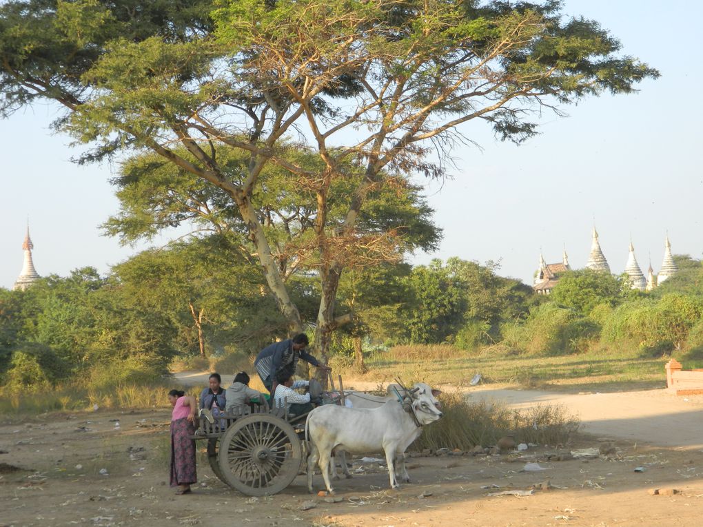 Des bergers avec leur troupeau, des femmes qui cultivent les terres, d'autres qui ramassent les mauvaises herbes, des charrettes tirées par des boeufs qui circulent entre les temples... A Bagan, il y a le tourisme, mais toute une vie aussi à côté