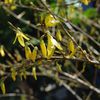 Forsythia