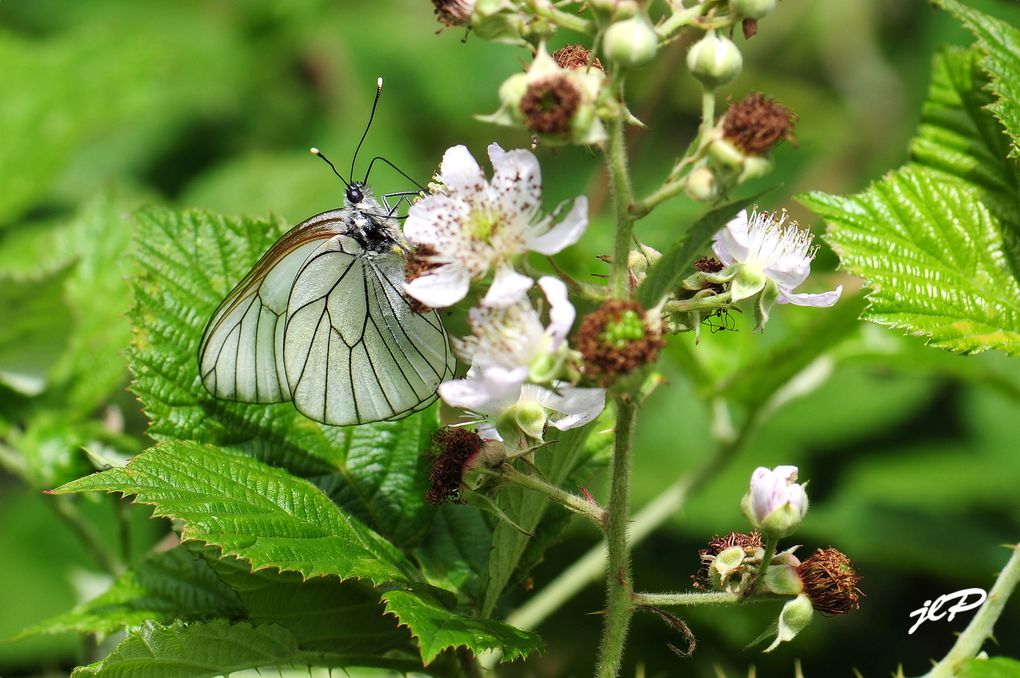 mes photos d'insectes de toutes espèces