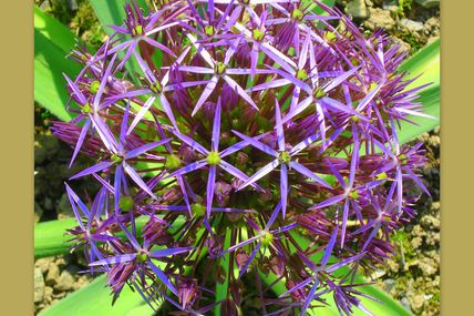 Mandala fleur d'étoiles