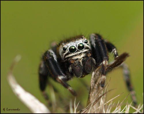 une araignée sauteuse