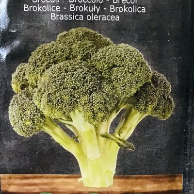 Semis de brocolis dans le micro jardin urbain, deuxième essai 