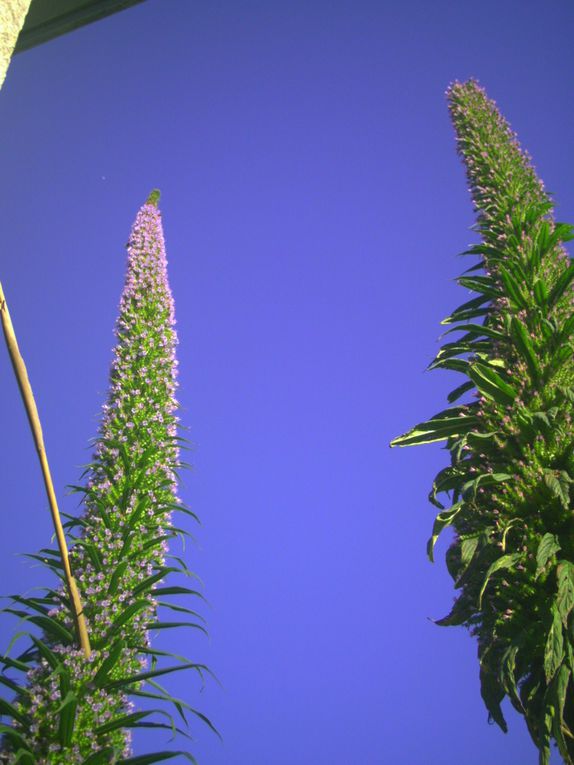 Album - tete d 'echium pininana en floraison