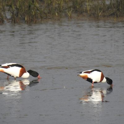 Tadornes de belon - novembre 2024...