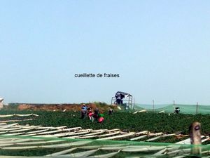 nous retrouvons la mer à KENITRA bien connue pour sa production de fraises   région d agriculture tres développée :tracteurs, chevaux,etc ...,e