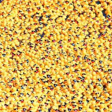 México: Carrera de 12.000 patitos de plástico.