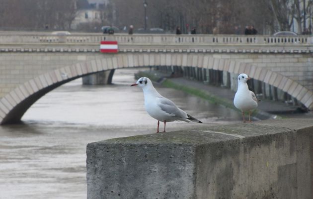 Photos du jour : faune parisienne