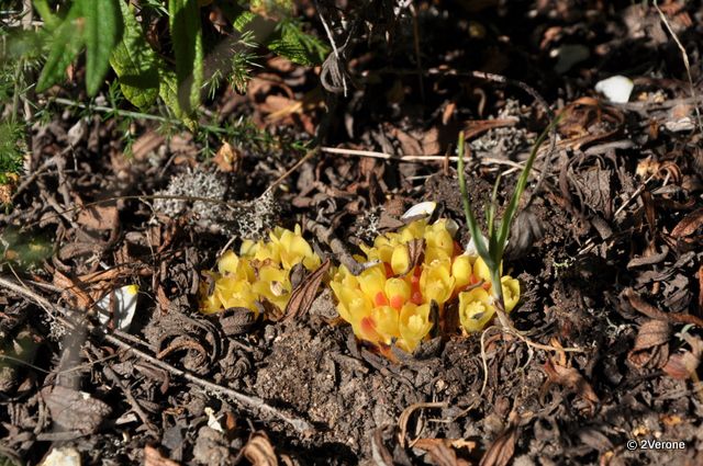 Album - Macro ' Fleurs