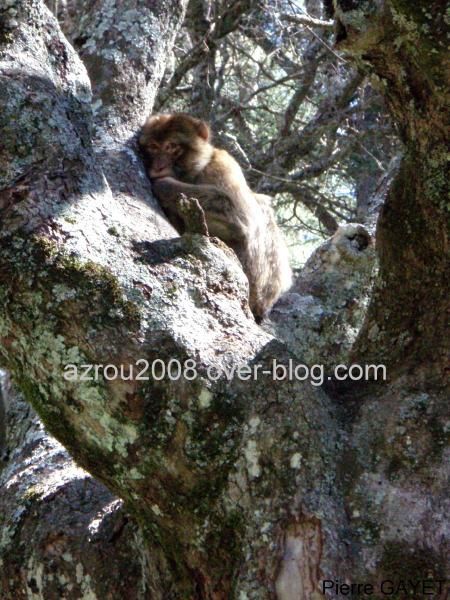 macaques de Barbarie (Macaca sylvanus) ou singe magot, dans une forêt de cèdres du moyen-Atlas marocain