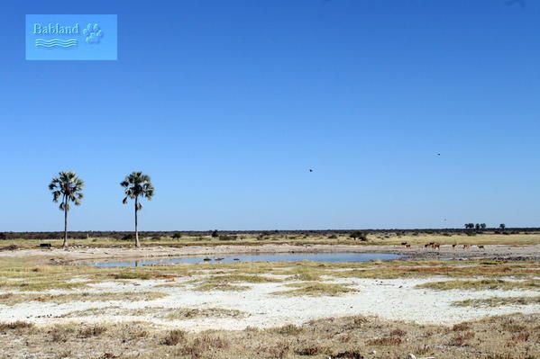 les animaux du parc d'Etosha ,le pan, nous n'avons pas vu beaucoup d'eau,les plans d'eau se trouvent prés des camps et dans la journée et surtout vers 16h les animaux viennent s'abreuvrer.