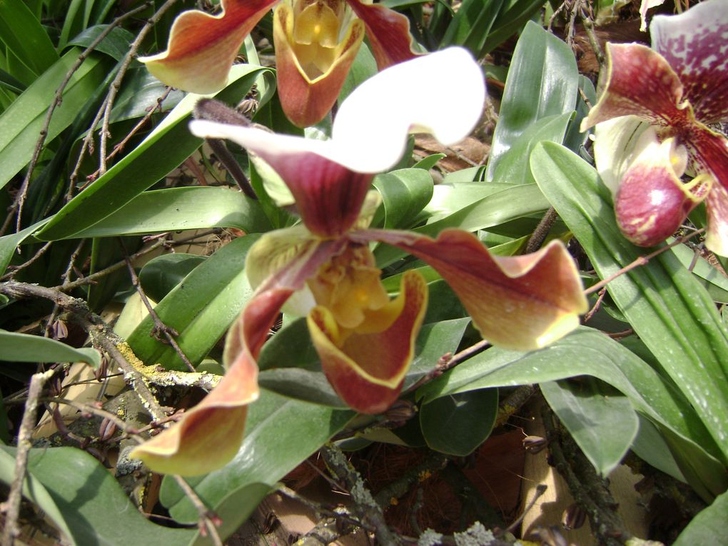 Album - Exposition orchidées