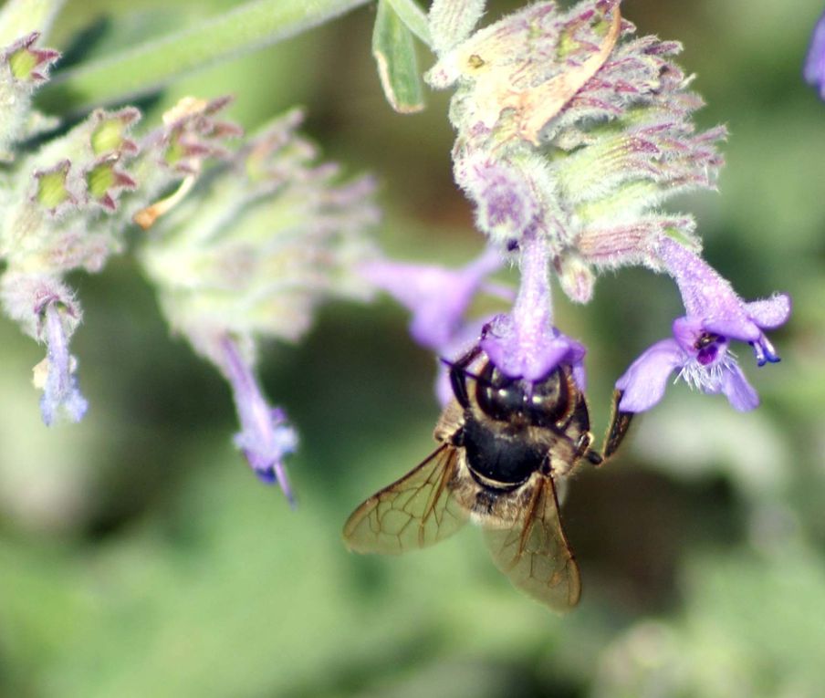 Album - Insectes-volants