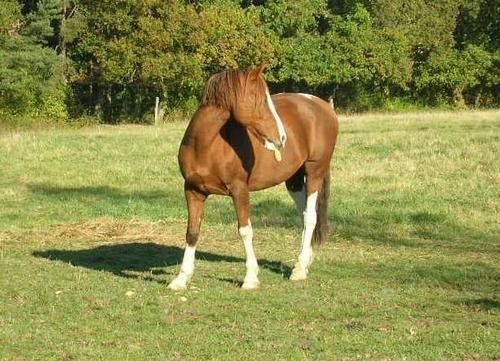 Un cheval au pré, les copains chevaux et poulains, l'alimentation, les balades, la gadoue... la belle vie quoi!