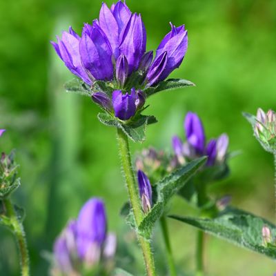 Campanula glomerata ...