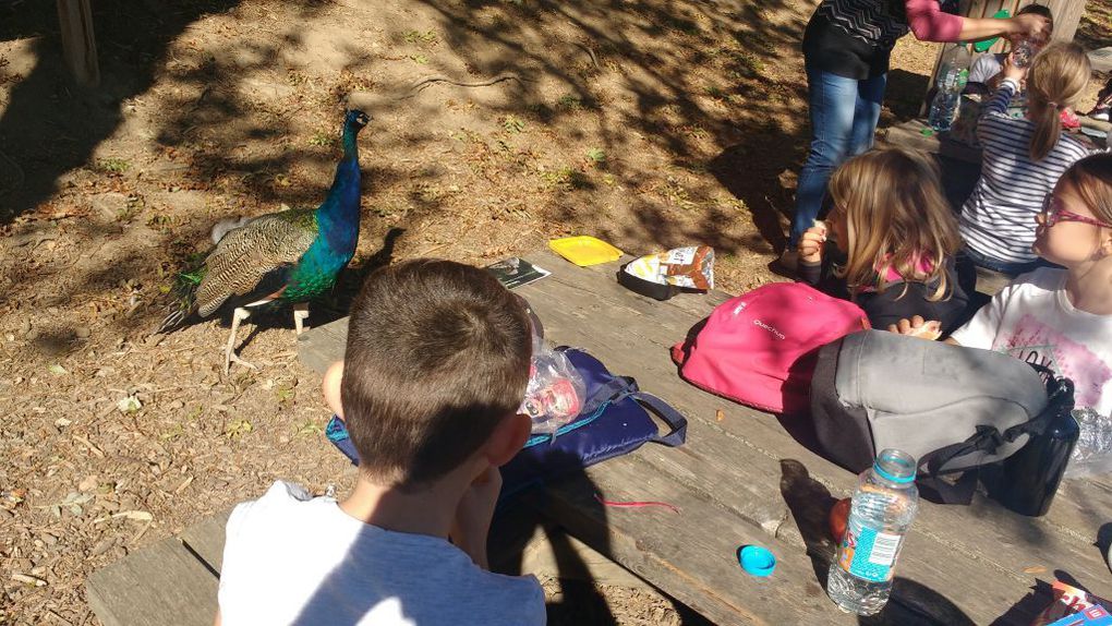 Visite du parc animalier d'Auvergne