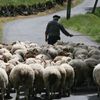 Un évènement : la Fête de la transhumance...