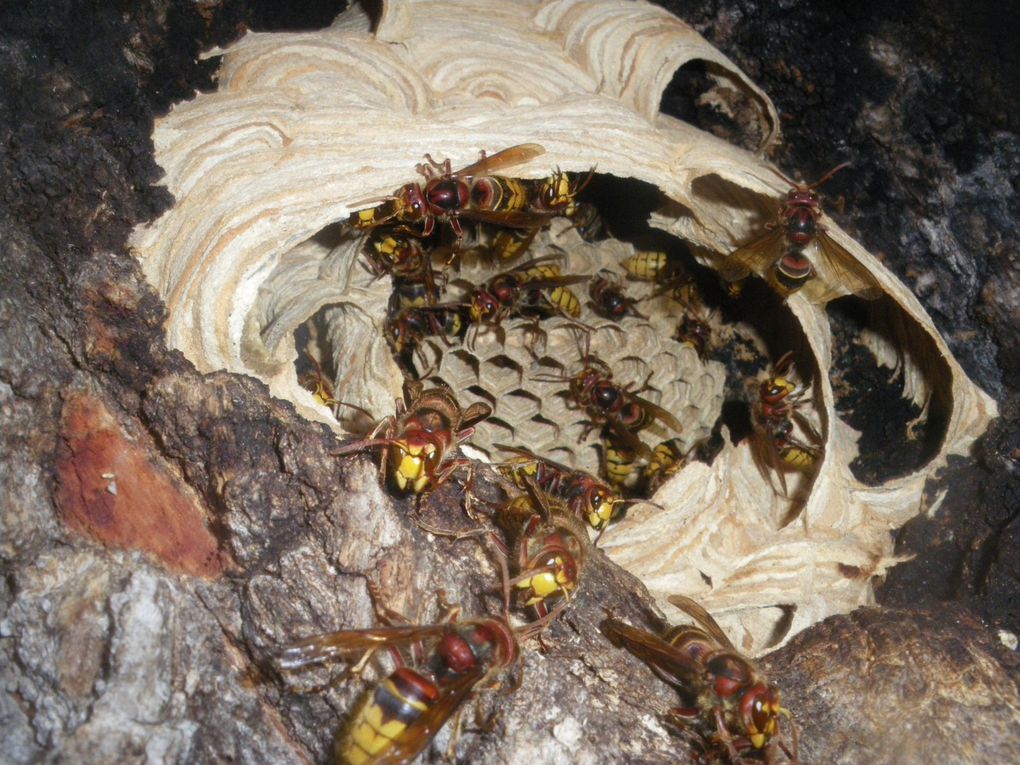Vous trouverez des photos frelons européens le vespa crabo, des photos de ffrelons asiatiques vespa velutina,et des guêpes.