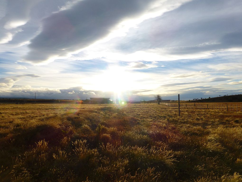 After a couple of days in Puerto Natales, enjoying my friends for the last time (the end of the road/ feel was getting stronger and stronger) I got back on the road on my own, as I wanted to ride the last part on my own, the way I had started my trip. I went through endless prairies filled with adorable lambs, admired the multicoloured Patagonian lupines, took the time to digest everything I had lived for the last months. On my way to Punta Arenas I spent a night sheltered by an old hangar as advised by the local police; the wind blew so hard all night long I could just see the entire wooden frame shake so hard I ust thought I was going to die crashed under its debris when it would collapse. At 3 in the morning I even got out as the wind was reaching its peak, but eventually I was so tired I just decided to take the risk and I did actually survive. The next afternoon side winds would eventually become so strong that I'd have to stop and sit and hide my face again; as it wasn't getting any better by the end of the day and there was no shelter around for my tent I gave up and hitchhiked the last 80 km to Punta Arenas. I actually wasn't less scared in the car as the driver found it very fun to drive at 150 km/h while reading text messages on his phone, as the wind gusts would shake the entire truck. I did survive to that, too, and was quite reassured to see that all the bikers I met at the hostel also had ended the day hitchhiking, it was not just me who was a whimp, it was actually challenging for everybody.