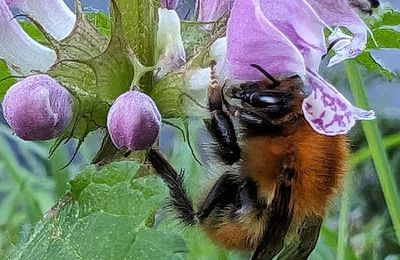 Un pollinisateur hors pair, le bourdon