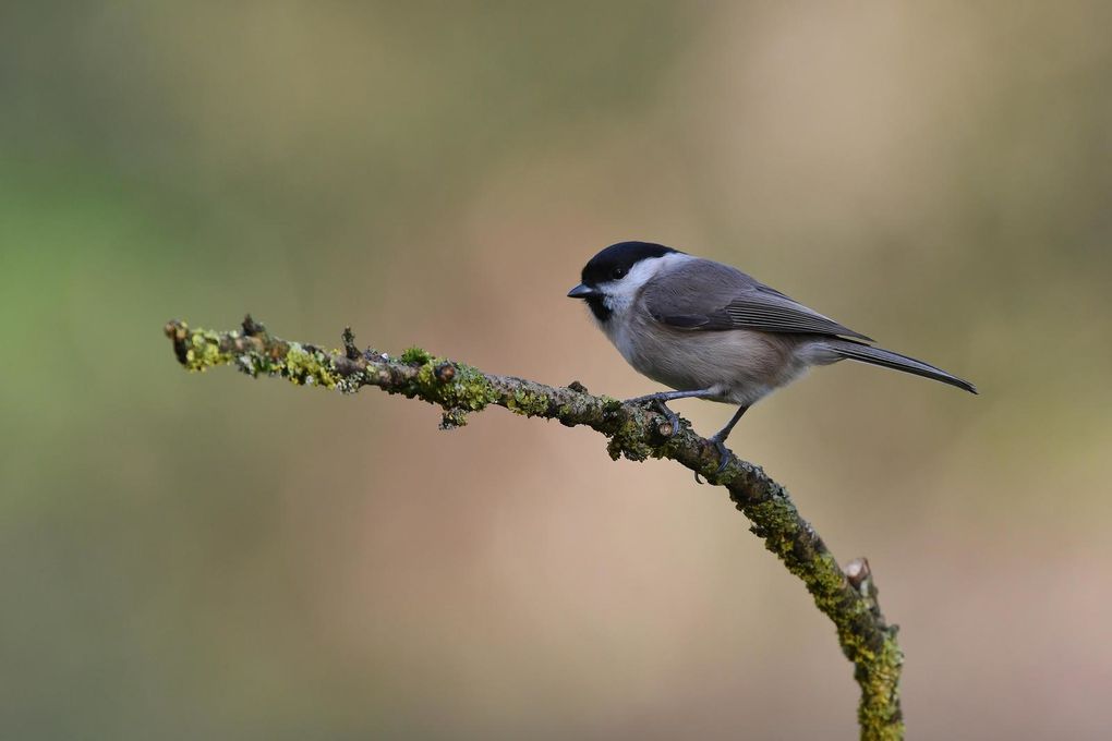 Mésange nonnette.