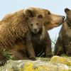 Etre un ours mal léché