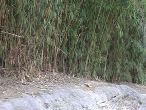 Pairi Dayza et une école on montrait au gens une plantation de riz et de bambous 