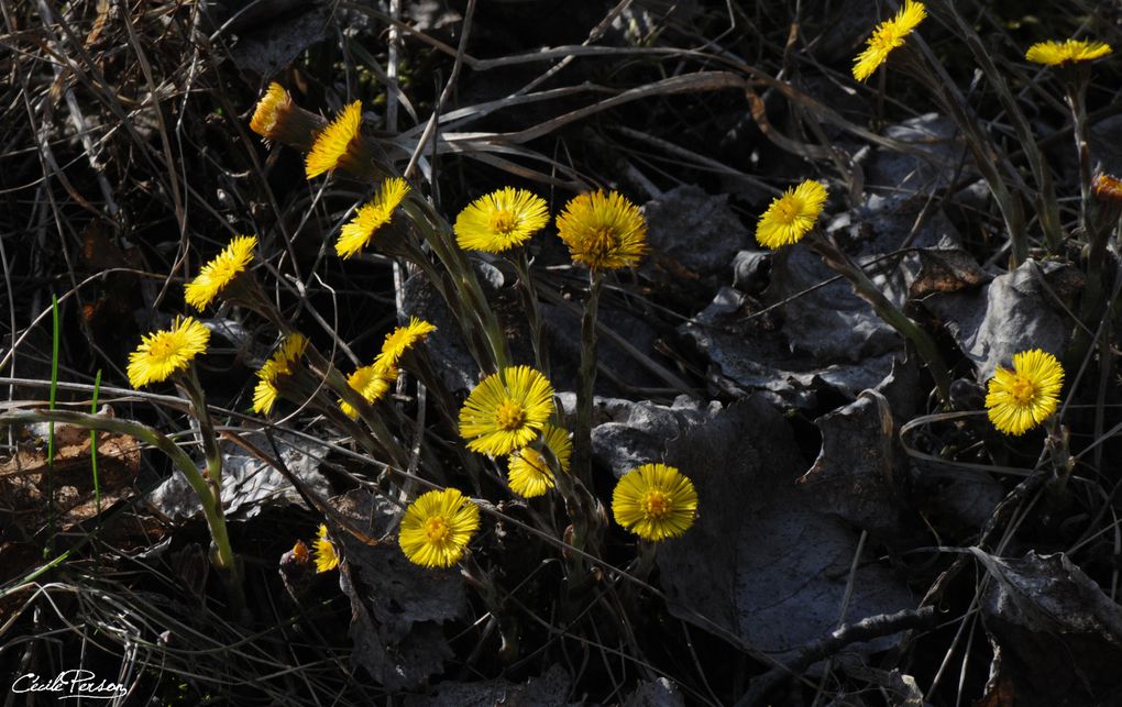 Voici une liste de plantes trouvées sur la base de Chambrey et ses alentours. Certaines sont très communes, d'autres plus spécifiques, notamment aux prairies humides.
Ces photos ont été réalisées par le Parc Naturel Régional de Lorraine.