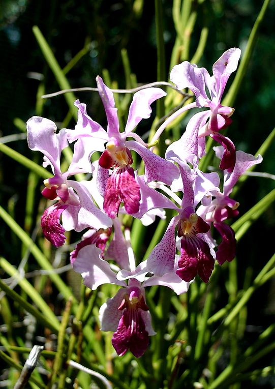 Album - orchidees de l'ile de La Réunion