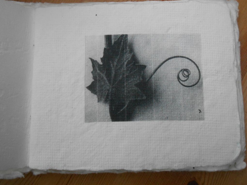 livre en papier de chanvre "le temps qui passe" avec des impressions de Karl Blossfeld