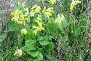 Fleurs sauvages