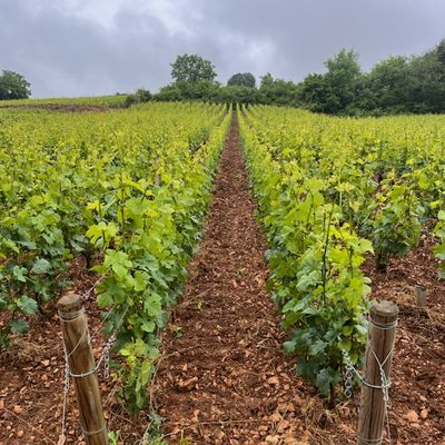 Ou en sommes nous dans les vignes au 4 Juin 2025…