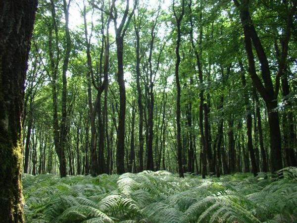 Album - Le Bois des Hâtes à LARCAY - Touraine - FRANCE