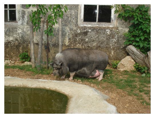 Adieu petite 306 ! Snif ! Snif !!! Partie de rigolade... Petit tour à la ferme pédagogique... Fête de l'école de Maïlys. En route pour l'Ardèche pour fêter le mariage de Frédérique et Grégoire.