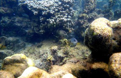 UN PETIT TOUR AVEC MOI DANS LE LAGON?