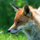 Un renard porteur de la grippe aviaire retrouvé mort en Seine-et-Marne