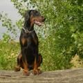 Dobiaction