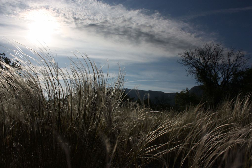 FAUNES ET INSECTES DU MASSIF