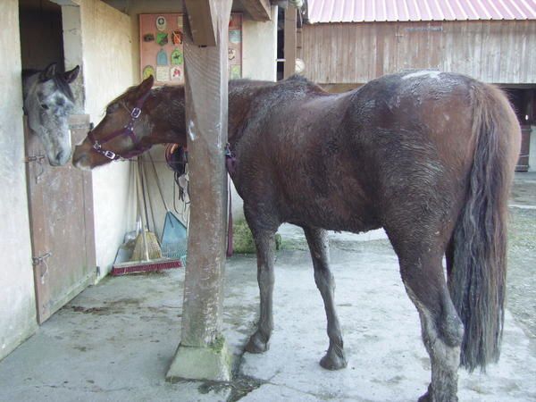 Un cheval au pré, les copains chevaux et poulains, l'alimentation, les balades, la gadoue... la belle vie quoi!