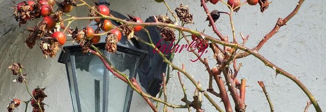 En cette fin d'automne.....