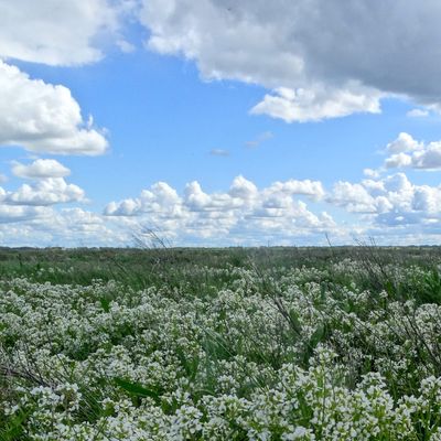 LA FLEUR EMBLEMATHIQUE DE NOS BAIES 